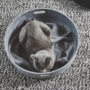 корзина для кошки из ПЭТФ