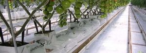 субстрат растений кокосовое волокно