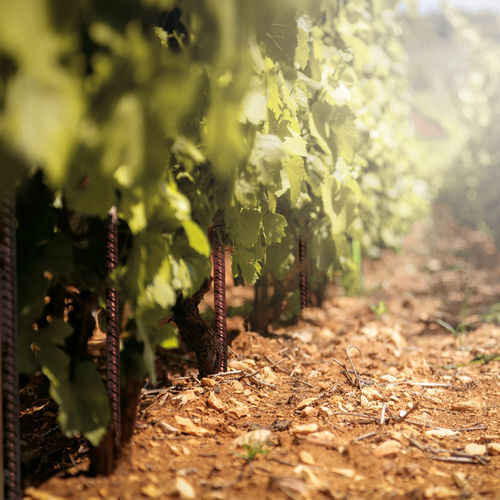 Опора для растений из кортеновской стали - VINEYARDS PAN®-PROPS - Defim Orsogril - колышек / для применения в сельском хозяйстве