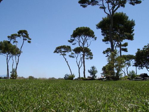Натуральный газон - PARK COMPOMED   - COVERGARDEN - в рулонах