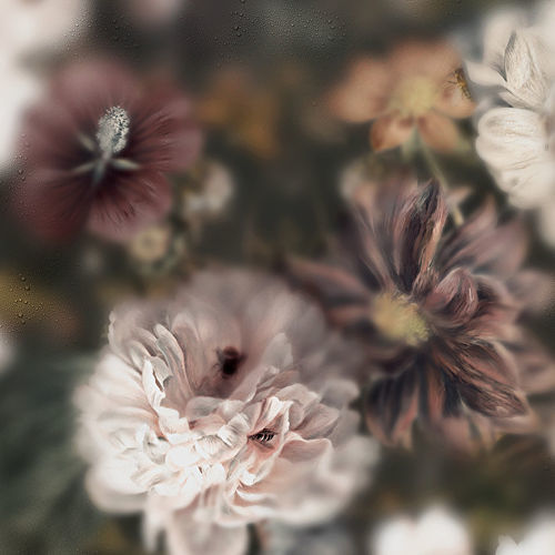 Современный обои - BLOSSOM DARK - Devon&Devon - в цветочек / имитация ткани / многоцветный