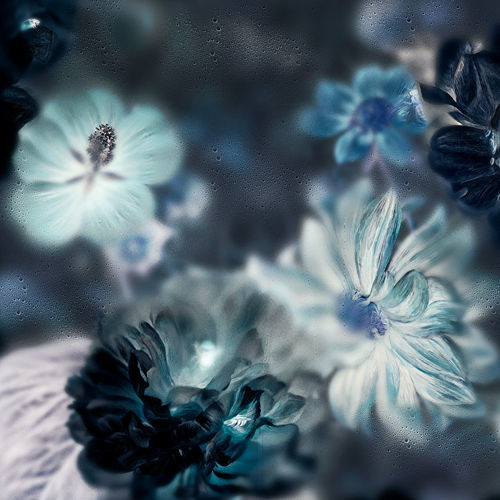 Современный обои - BLOSSOM INVERTED - Devon&Devon - в цветочек / имитация ткани / синий