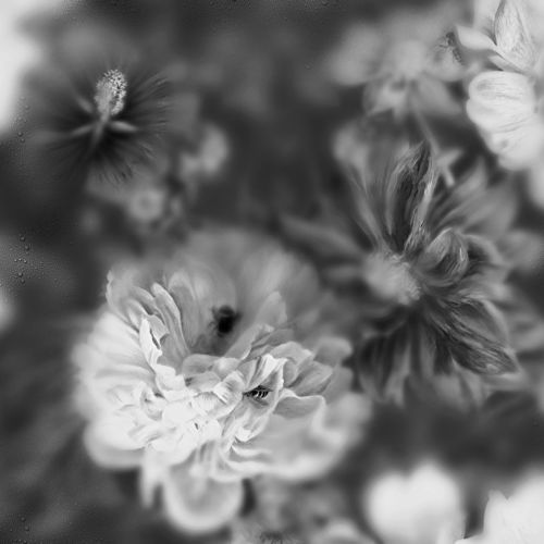 Современный обои - BLOSSOM BLACK&WHITE - Devon&Devon - в цветочек / имитация ткани / серый