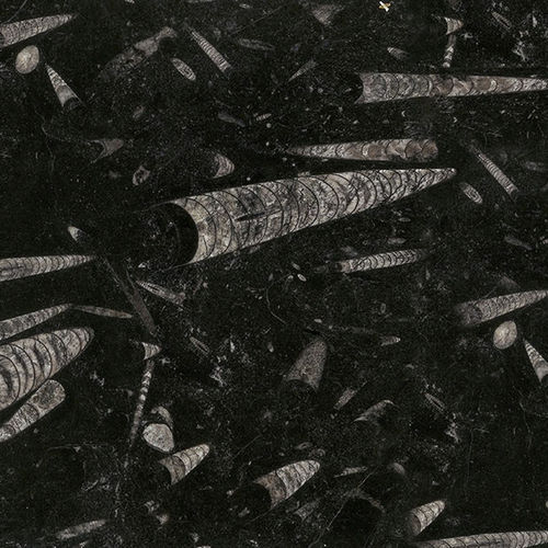 Плита из камня из мрамора - FOSSILE - Nikolaus Bagnara S.p.A. - для напольной поверхности / для внутренней компоновки / настенная