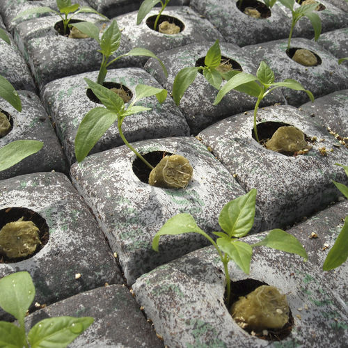 Субстрат растений кокосовое волокно - GROWBLOCK - JIFFY - насыпной / для экологического сельского хозяйства