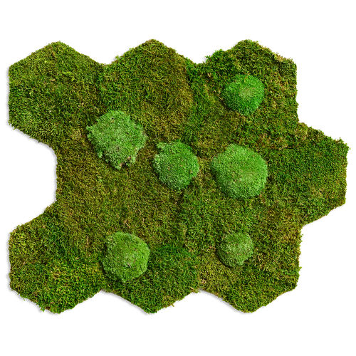 Стабилизированная живая изгородь - FOREST AND POLEMOSS - FlowerArt GmbH - мох / натуральная / для интерьера
