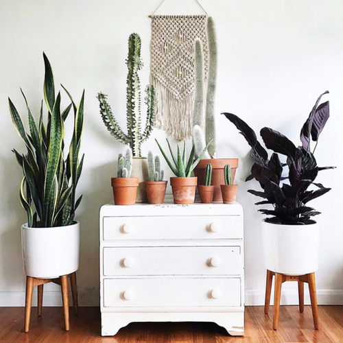 Синтетическое декоративное растение - FAUX PLANTS - BY NATURE - карликовое дерево / большого размера / малого размера