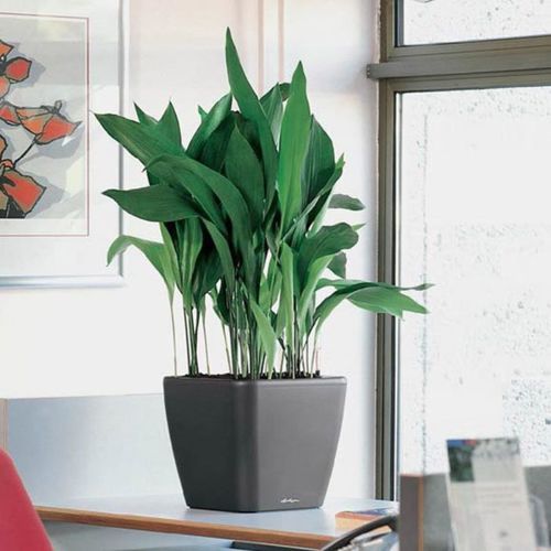 Кадка для садовых растений из бетона - SELF-WATERING - BY NATURE - из пластика / из нержавеющей стали / из алюминия