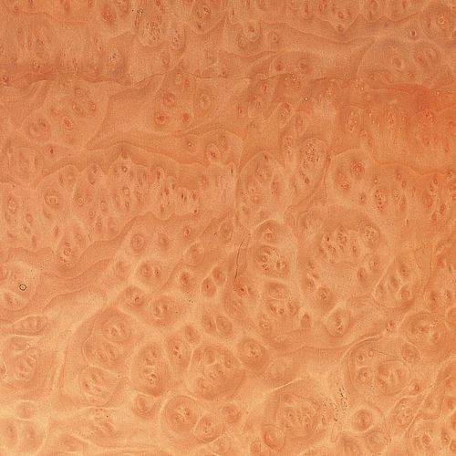 Обшивка из дерева - MADRONE BURL - SCHORN&GROH
