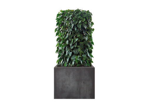 "зеленая стена" для интерьера - PHILODENDRON  - Artaqua - с модульной конструкцией