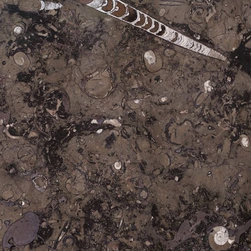 Плитка из мрамора - FOSSIL BROWN - Elite Stone - для интерьера / настенная / для напольной поверхности