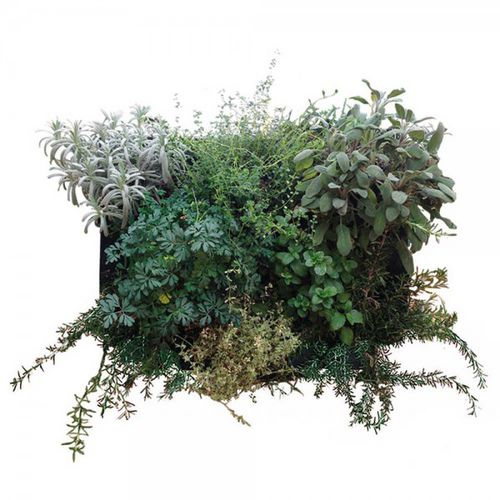 Стабилизированная живая изгородь - FVVV - 710 - 16 - green Habitat - листва / натуральная / для интерьера