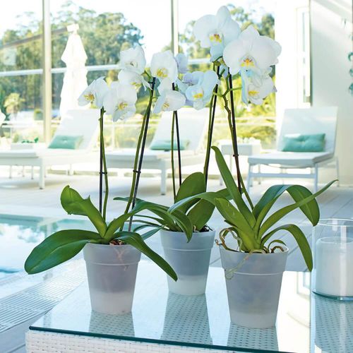 Садовый горшок из полипропилена - CAPRI : ORCHID - Artevasi, S.A - отдельностоящий / круглый