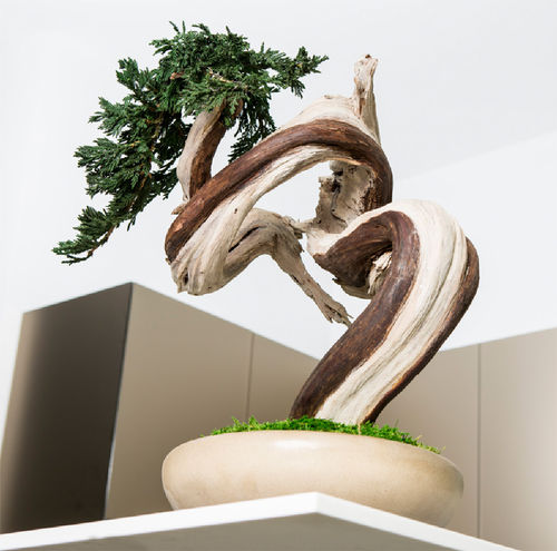 Стабилизированное декоративное растение - SHAPES-SINUOUS TREE - Greenarea - карликовое дерево / малого размера / среднего размера