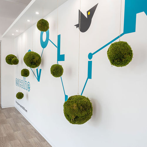 Стабилизированное декоративное растение - KOKEDAMAS - Greenarea - сферы / малого размера / среднего размера