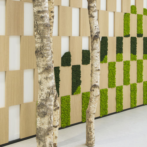 Лесоматериалы из дерева - CUSTOM &middot; MOSS&amp;PLANTS &middot; MID : BIRCH TRUNKS - Greenarea