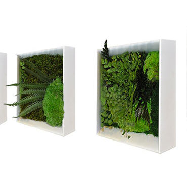 Стабилизированная живая изгородь - MINI VEGETAL FRAMEWORK - BM PIANTE STABILIZZATE - мох / листва / для интерьера