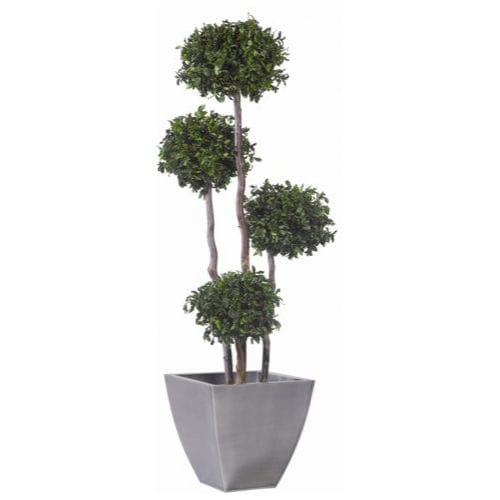 Стабилизированное декоративное растение - PITTOSPORUM - Végétal Indoor - большого размера / для интерьера
