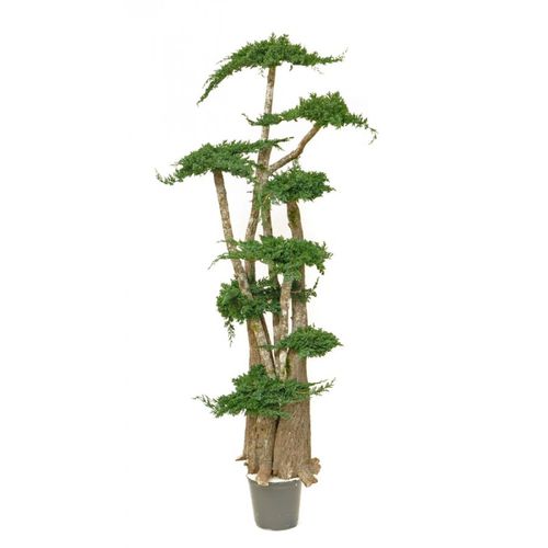 Стабилизированное декоративное растение - JUNIPERUS - Végétal Indoor - карликовое дерево / большого размера / для интерьера
