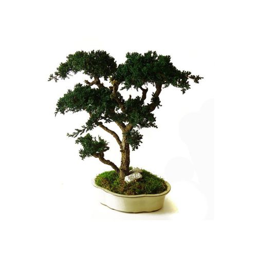 Стабилизированное декоративное растение - JUNIPERUS GRAND - Végétal Indoor - карликовое дерево / среднего размера / для интерьера
