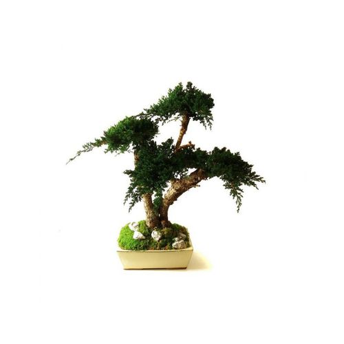 Стабилизированное декоративное растение - JUNIPERUS MOYEN - Végétal Indoor - карликовое дерево / среднего размера / для интерьера