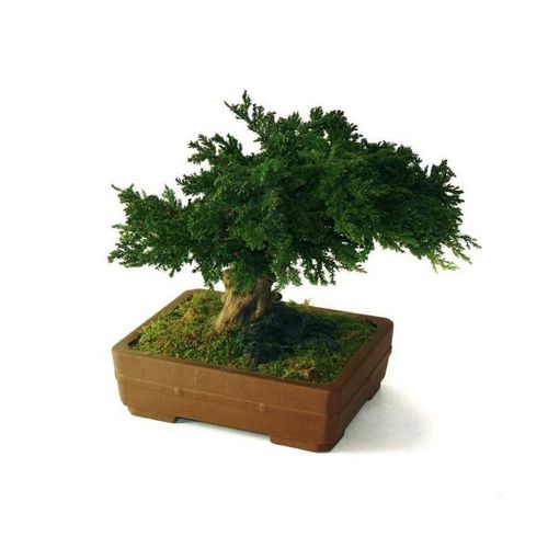 Стабилизированное декоративное растение - JUNIPERUS PETIT - Végétal Indoor - карликовое дерево / малого размера / для интерьера