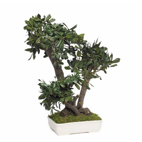Стабилизированное декоративное растение - PITTOSPORUM TOBIRA MOYEN - Végétal Indoor - карликовое дерево / среднего размера / для интерьера