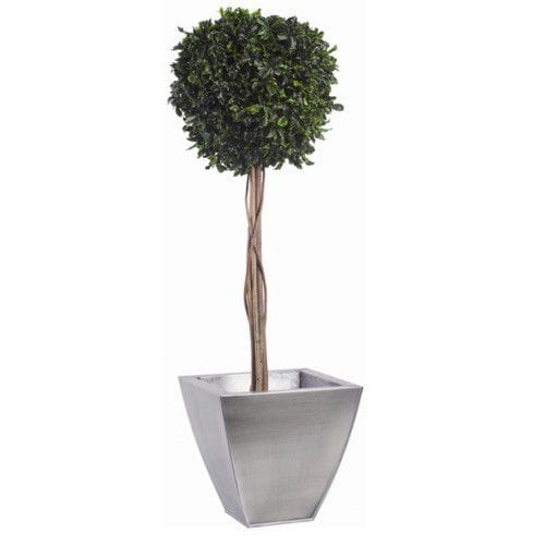 Стабилизированное декоративное растение - TOPIAIRE BOULE DE BUIS (PITTOSPORUM) - Végétal Indoor - сферы / большого размера / для интерьера