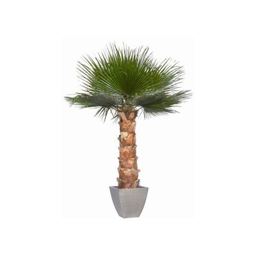 Стабилизированное декоративное растение - WASHINGTONIA - Végétal Indoor - пальма / большого размера / для интерьера
