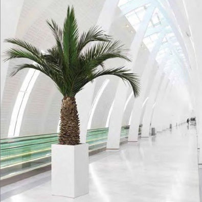 Стабилизированное декоративное растение - PHOENIX ANANAS - Végétal Indoor - пальма / большого размера / для интерьера