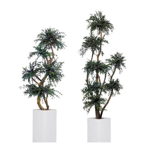 Стабилизированное декоративное растение - PARVIFOLIA - Végétal Indoor - большого размера / для интерьера