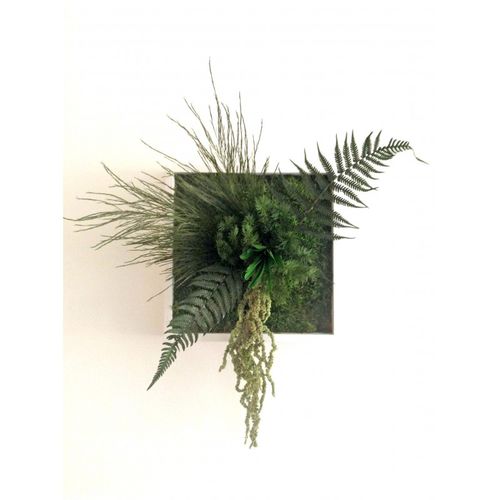 Стабилизированная живая изгородь - NIWA - PLANTE STABILISEE - мох / листва / для интерьера