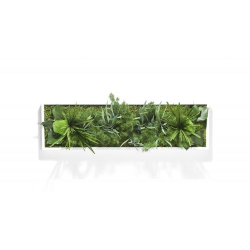 Стабилизированная живая изгородь - HAKONIWO - PLANTE STABILISEE - мох / листва / для интерьера