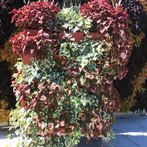 Вертикальный сад из живых растений - ALGERIAN IVY & COLEUS   - LiveWall - натуральный / для наружного применения