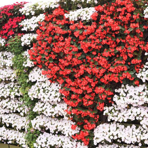 "зеленая стена" из живых растений - BEGONIAS & SUNPATIENS  - LiveWall - натуральная / для наружного применения
