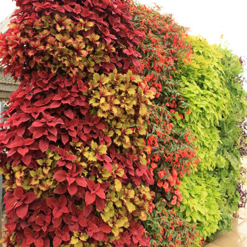 Вертикальный сад из живых растений - COLORFUL - LiveWall - натуральный / для наружного применения