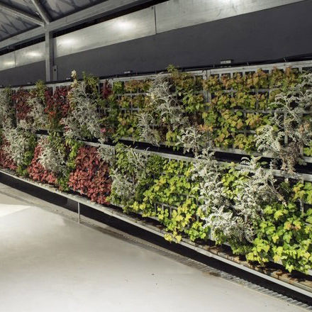 Стабилизированная "зеленая стена" - AG2 GUIMUR-FAES FARMA BILBAO - AIR GARDEN - натуральная / для интерьера