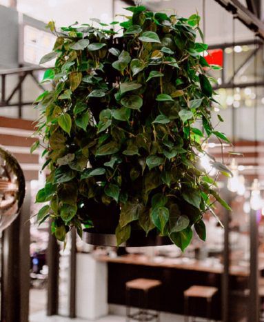 Стабилизированная "зеленая стена" - Natural Greenwalls - из живых растений / стойка / натуральная