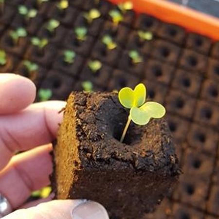 Субстрат растений торф - ECO GLUE - FLORAGARD Vertribs-GmbH - насыпной / тонкий