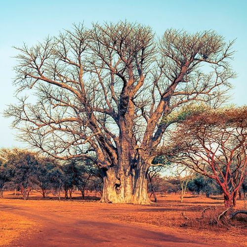 Обои фото - Afrique Baobab sacré - MuralConcept - современный / из нетканых материалов / природный мотив