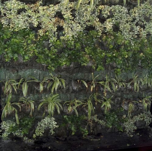 "зеленая стена" из живых растений - VERTICAL GARDENS  - ecohousesystem - из модульных панелей / натуральная / цветы
