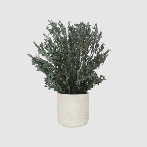 Стабилизированное декоративное растение - PARVIFOLIA 30 - naturall green - эвкалипт / малого размера / для интерьера