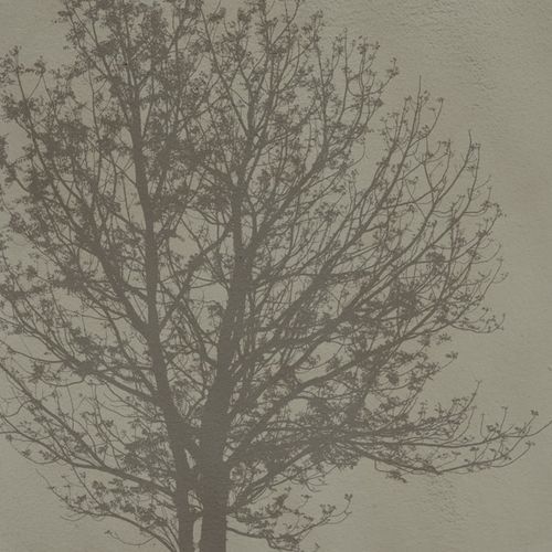 Современный обои - A Tree - SPAGHETTIWALL - из целлюлозного волокна / из нетканых материалов / природный мотив