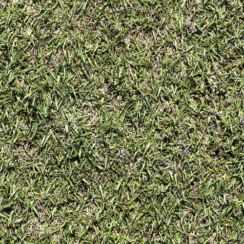 Натуральный газон - Zoysia L1F - Novogreen - в рулонах / для спортивной площадки / для сада