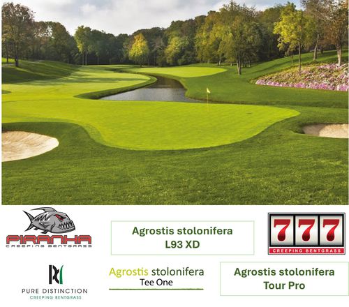 Натуральный газон - AGROSTIS ad-hoc - Novogreen - в рулонах / для спортивной площадки / поле для гольфа