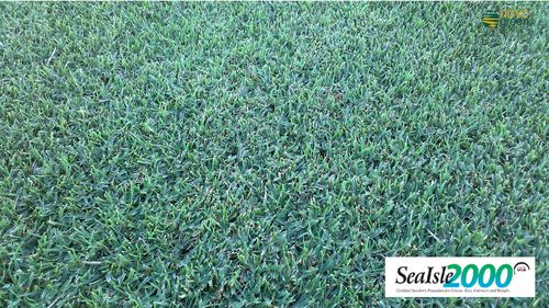 Натуральный газон - Paspalum Sealsle 2000 - Novogreen - в рулонах / для спортивной площадки / для сада