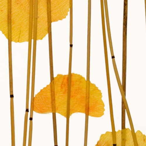 Панель для внутренней компоновки - GINKGO REED - Lumicor - из полимера / гладкая / полупрозрачная