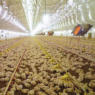 Настенный инфракрасный обогреватель для террасы - POULTRY - SBM - потолочный / газовый / для профессионального использования