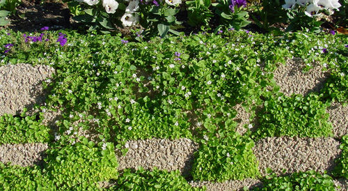 Подпорная стена из бетона - PLANTER/GARDEN BEDS - Soil Retention