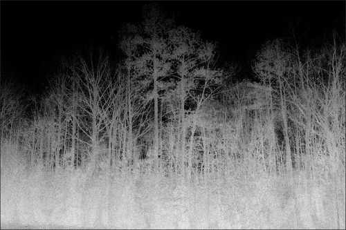 Современный ковер - BLAIRWITCH 1  - VIDAME EDITIONS - с рисунком / из полиамида / прямоугольный